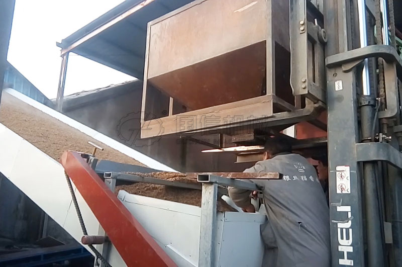 安徽鳳陽客戶烘干蒸谷米原稻現場